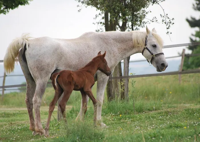 Parco vacanze Domaine D'escapa